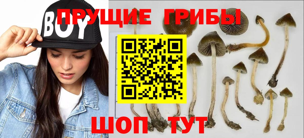 Михайловка  Галлюциногенные грибы Psilocybe  Вход с VPN  Псилоцибиновые грибы Psilocybe 